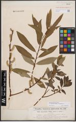 Foto von Salix dasyclados Wimm. x Salix purpurea L.